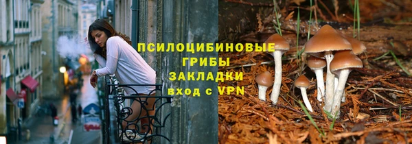хмурый Аркадак